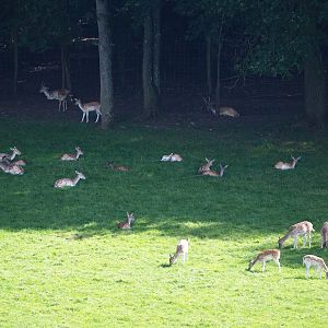 Common fallow deer (Dama dama), 2023-09-26