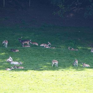 Common fallow deer (Dama dama), 2023-09-26