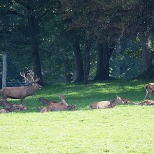 Central European red deer (Common red deer) (Cervus elaphus hippelaphus), 2023-09-26