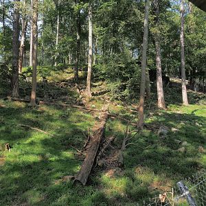 European wolverine exhibit, 2023-09-26