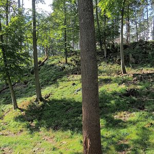 European wolverine exhibit, 2023-09-26