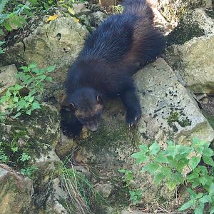 European wolverine (Gulo gulo gulo), 2023-09-26