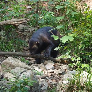 European wolverine (Gulo gulo gulo), 2023-09-26