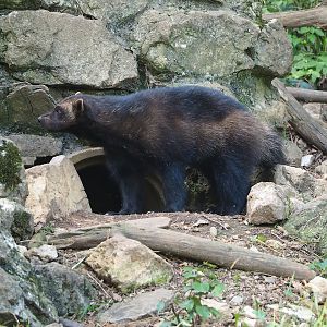 European wolverine (Gulo gulo gulo), 2023-09-26