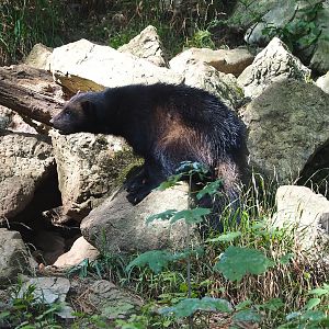 European wolverine (Gulo gulo gulo), 2023-09-26