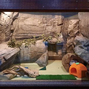 Striped Skunk Exhibit