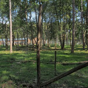 Newer European brown bear exhibit, 2023-09-26