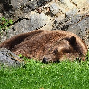 Old European brown bear (Ursus arctos arctos) Willy, 2023-09-26