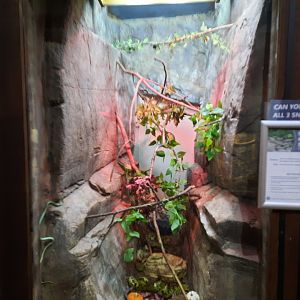 Rough Green Snake Exhibit