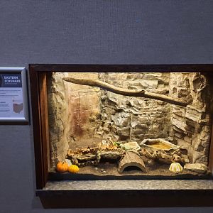 Eastern Fox Snake Exhibit