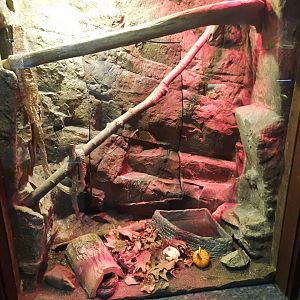 Eastern Rat Snake Exhibit