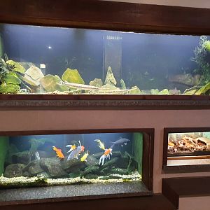 Invasive Species Exhibits