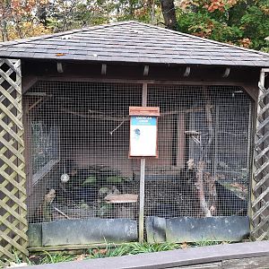 American Crow Exhibit