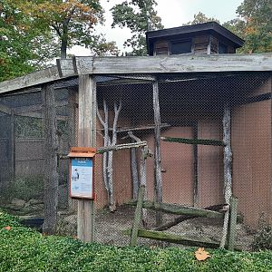 Red Tailed Hawk Exhibit