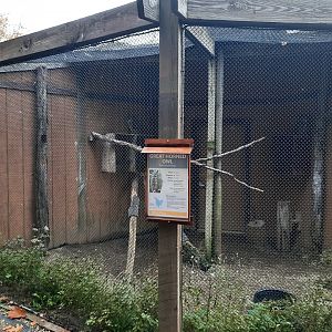 Great Horned Owl Exhibit
