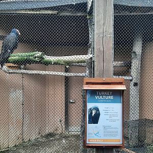 Turkey Vulture Exhibit