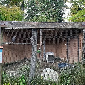 Bald Eagle Exhibit