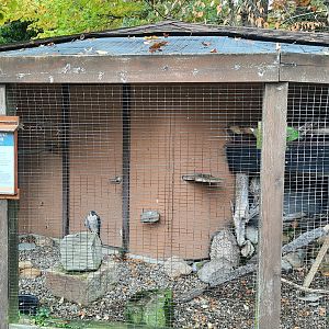 Peregrine Falcon Exhibit