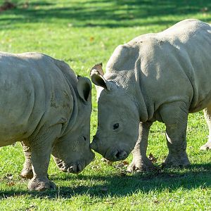 Southern white rhino calves, CWP, UK