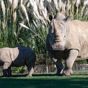 Southern white rhino and calf, CWP, UK