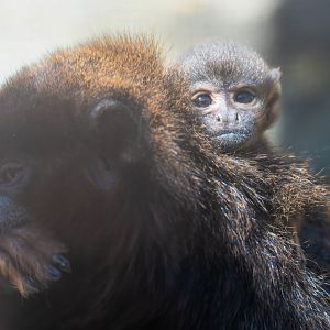 Infant coppery titi monkey, CWP, UK