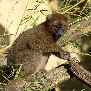 Greater Bamboo Lemur, CWP, UK