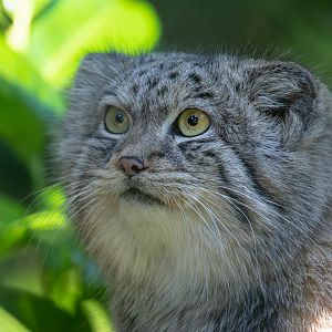 Pallas's cat, CWP, UK