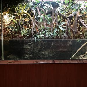 Jungleworld - Indonesian Sailfin Lizard/Roti Island Snake-Neck Turtle Exhibit