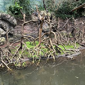 Jungleworld - Javan Langur Exhibit