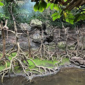 Jungleworld - Javan Langur Exhibit