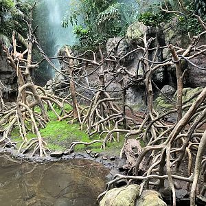 Jungleworld - Javan Langur Exhibit