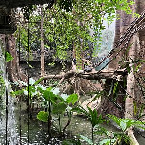 Jungleworld - Silvery Langur Exhibit