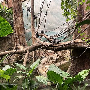 Jungleworld- Silvery Langur Exhibit
