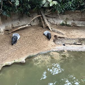 Jungleworld - Malayan Tapir Exhibit
