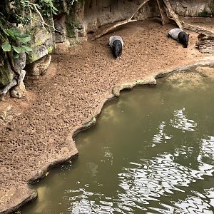 Jungleworld - Malayan Tapir Exhibit