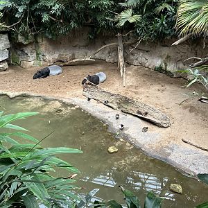 Jungleworld - Malayan Tapir Exhibit