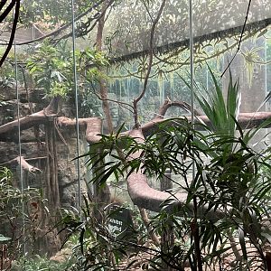 Jungleworld- Amur Leopard Exhibit