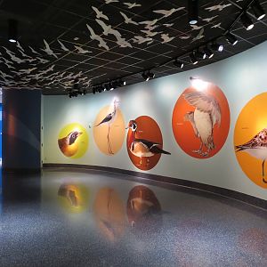 Bird House - Flyway Gallery