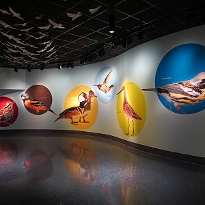 Bird House - Flyway Gallery