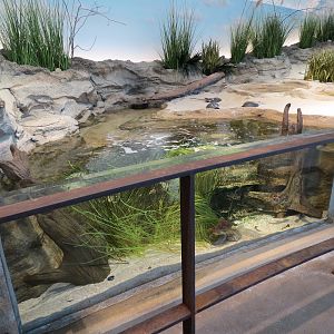 Bird House - Shorebird Aviary