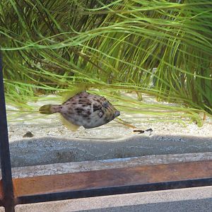 Bird House - Shorebird Aviary