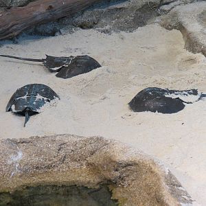 Bird House - Shorebird Aviary