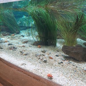 Bird House - Shorebird Aviary