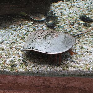 Bird House - Shorebird Aviary - Horseshoe Crab