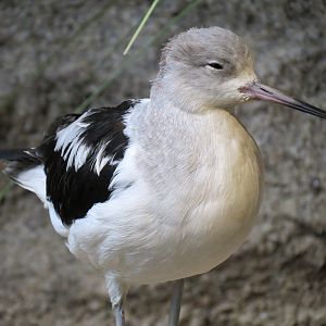 Bird House - Shorebird Aviary - American Avocet