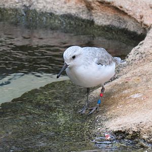 Bird House - Shorebird Aviary - Sanderling