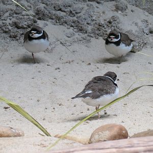 Bird House - Shorebird Aviary - Semi-palmated Plover
