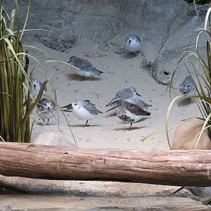 Bird House - Shorebird Aviary - Sanderling