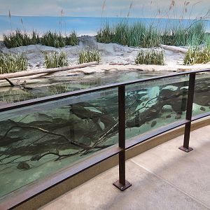 Bird House - Shorebird Aviary