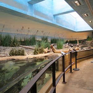 Bird House - Shorebird Aviary